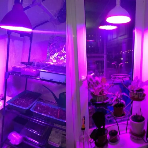Bec Plant Grow E27 500LED 20W