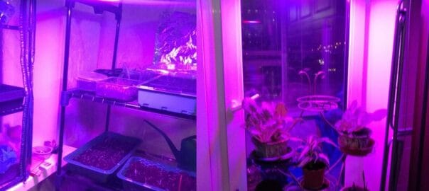 Bec Plant Grow E27 500LED 20W